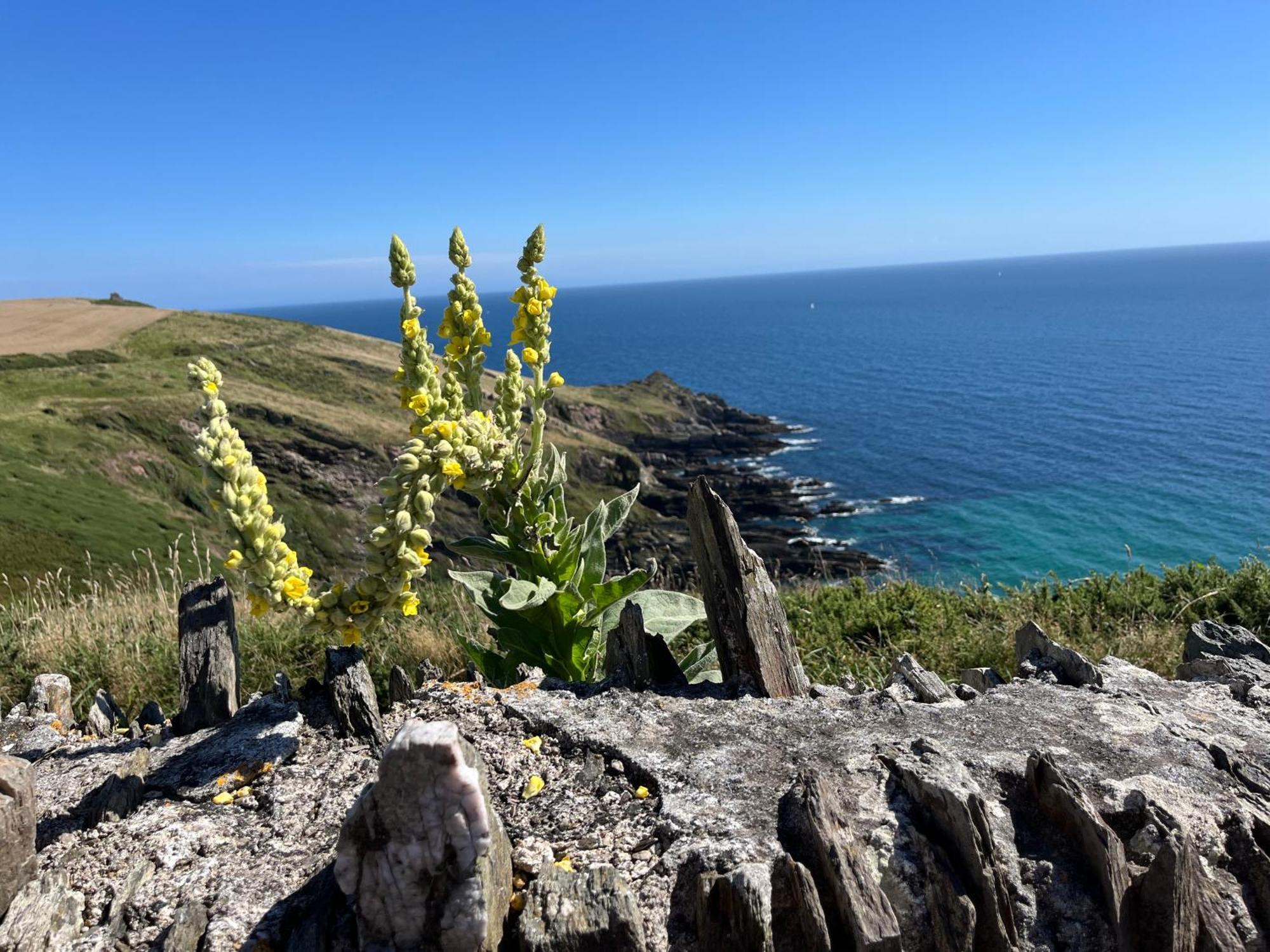 Pilchards Cottage Noss Mayo Esterno foto